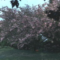 80 flowering cherry